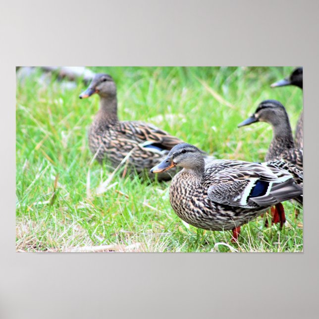 Anka Photo Poster (Framsidan)