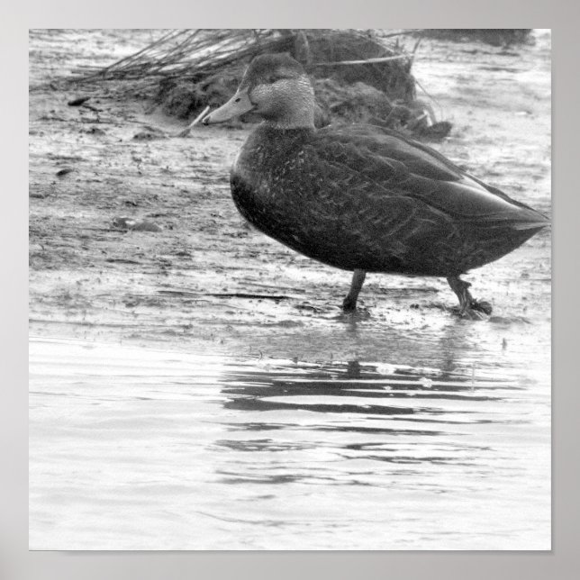 Anka Photo Poster (Framsidan)