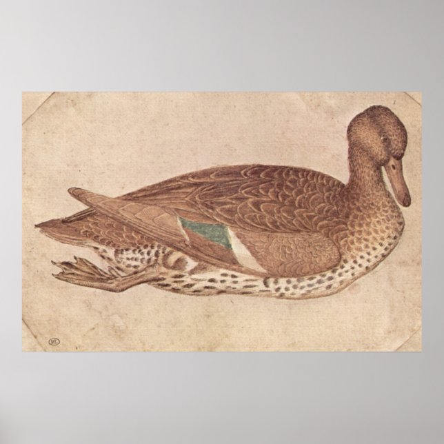 Anka-Pisanello-c1440 Poster (Framsidan)