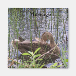 Anka Preening i Reeds Magnet