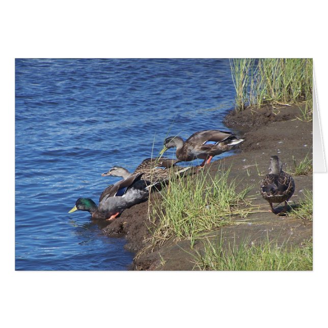 Anka-processen OBS Kort (Framsidan Horizontal)