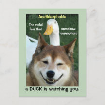 Anka Shiba Inu Hund Anatidaephobia Photo Funny Dog