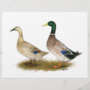 Anka: Silver Welsh Harlequin Reklamblad