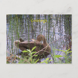 Anka simmar på en damm vykort