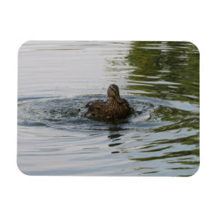 Anka skakande stjärtfjäder magnet