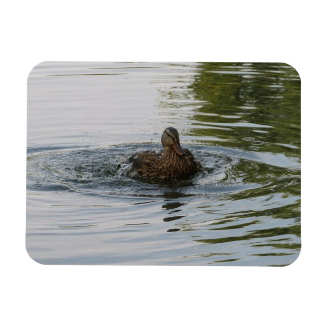 Anka skakande stjärtfjäder magnet (Horisontell)