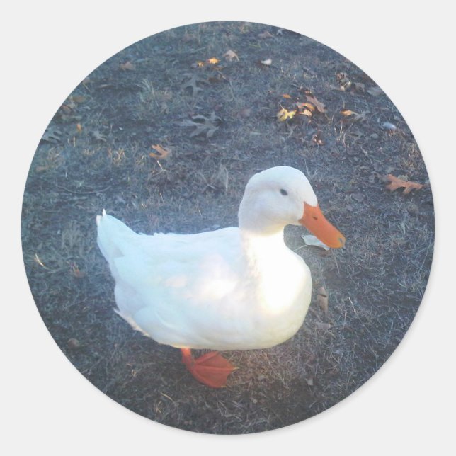 Anka Stickers Runt Klistermärke (Framsida)