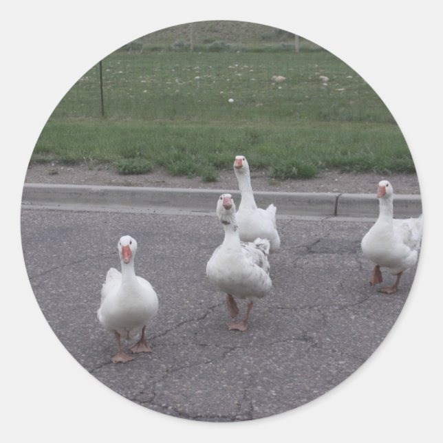 Anka Stickers Runt Klistermärke (Framsida)