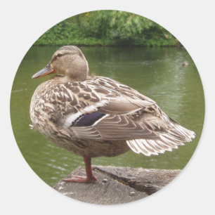 Anka Stickers Runt Klistermärke