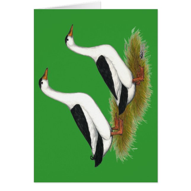 Anka: Svart magips OBS Kort (Framsidan)