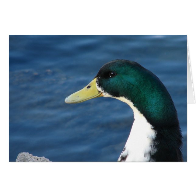 Anka vid parken hälsningskort (Framsidan Horizontal)