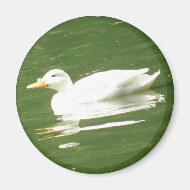 Anka vid vatten Magnet (Framsidan)