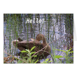 Anka vid vatten OBS kort