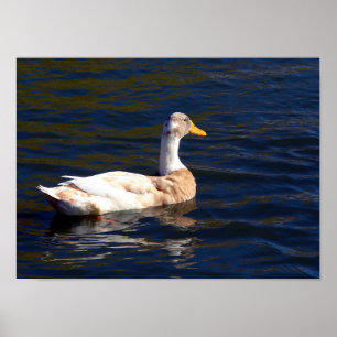 Anka vid Vatten Poster