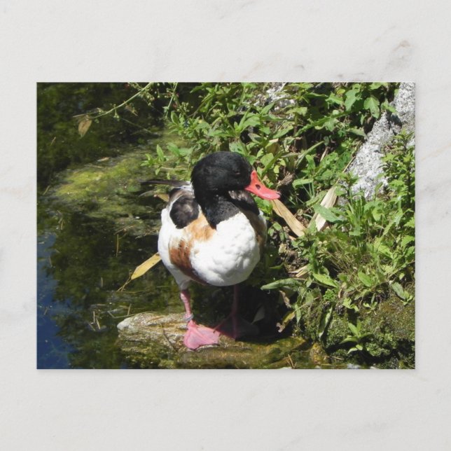 Anka Vykort (Framsida)