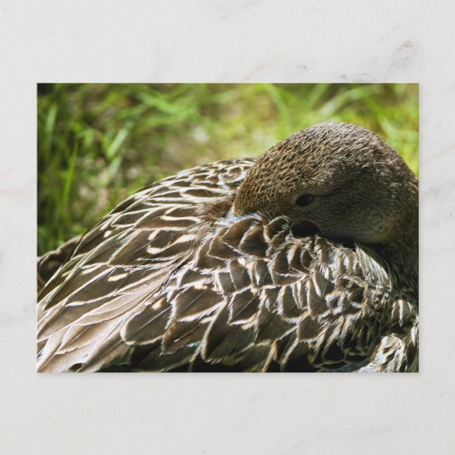 Anka Vykort (Framsida)