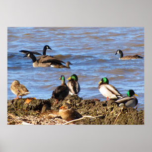 Anka Watching Geese Poster