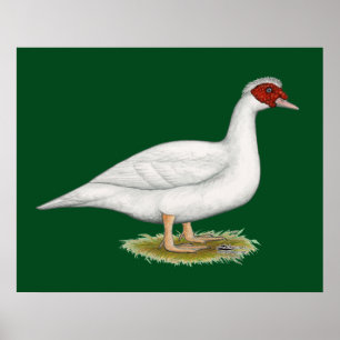 Anka White Muscovy Poster