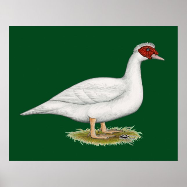 Anka White Muscovy Poster (Framsidan)