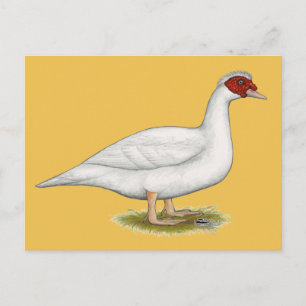 Anka White Muscovy Vykort