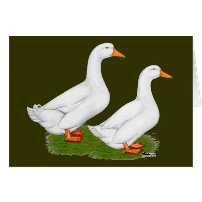 Anka: White Pekins OBS Kort (Framsidan Horizontal)