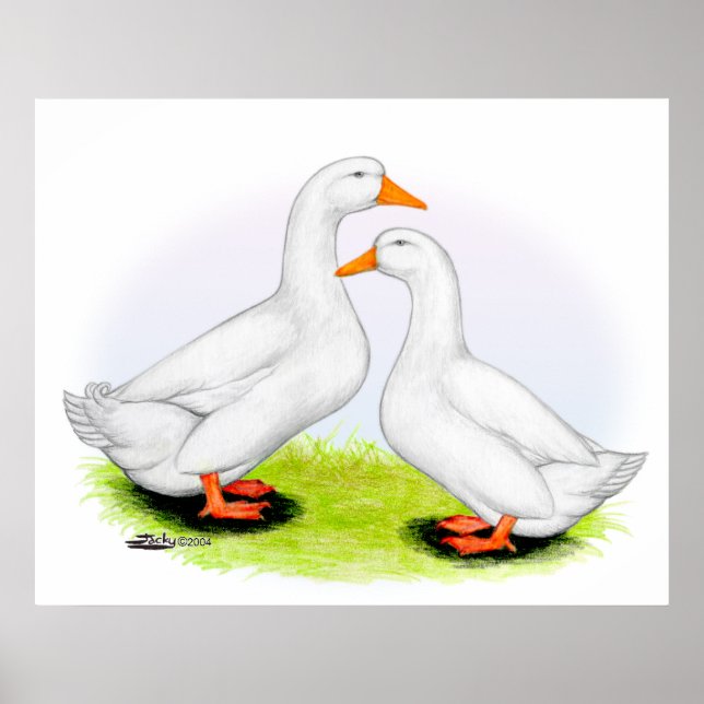 Anka: White Pekins Poster (Framsidan)