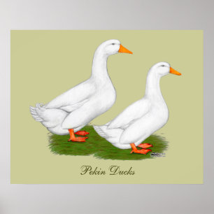 Anka: White Pekins Poster
