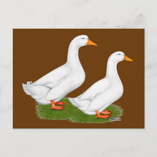 Anka:  White Pekins Vykort (Framsida)