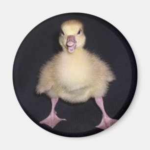Ankainställning Magnet
