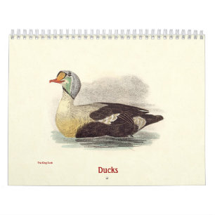 Ankan Lithographs - från fåglar av New York - Kalender
