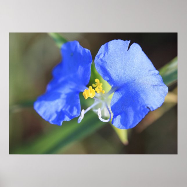 Änkan Tårar Poster (Framsidan)