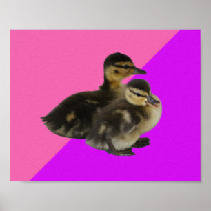 Ankanlingar på rosa hallon och lila sorbet poster