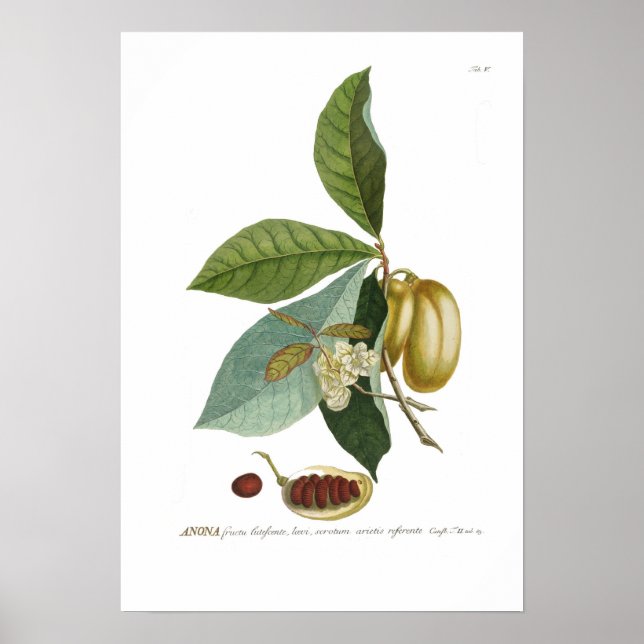Ankaräpple Poster (Framsidan)