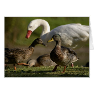 Ankaregel Hälsningskort