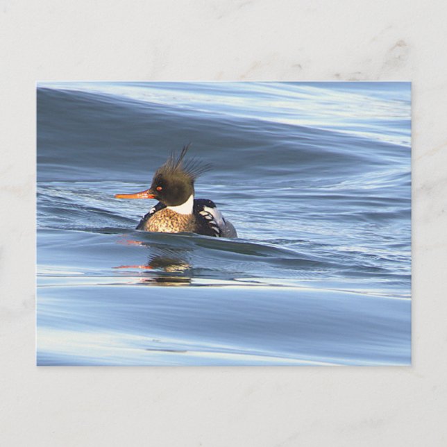 Ankfoto vykort (Framsida)