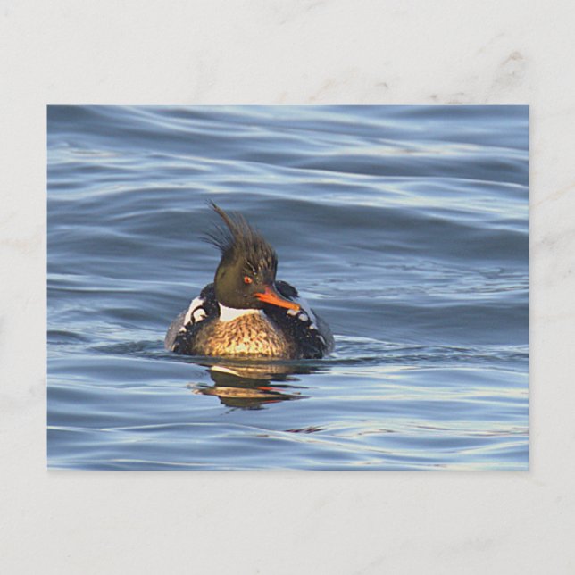 Ankfoto vykort (Framsida)
