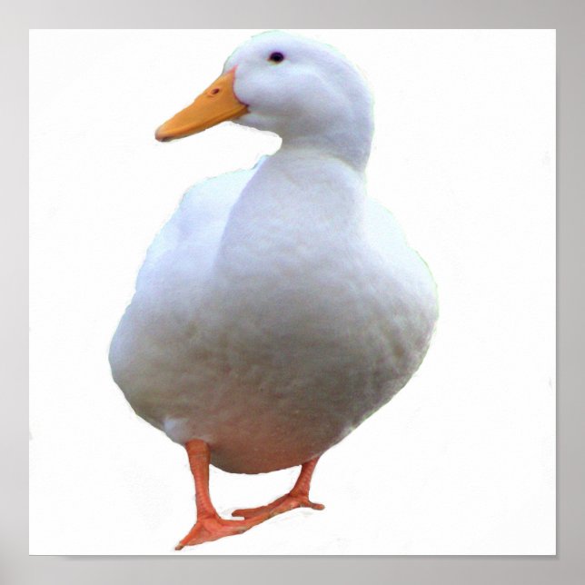 Ankfotoaffisch Poster (Framsidan)