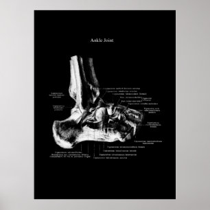 Ankle Anatomi Ortopediska väggdekaler Poster