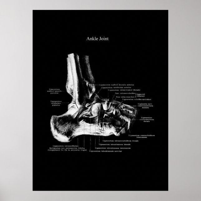 Ankle Anatomy Orthopedic Wall Decor Poster (Framsidan)