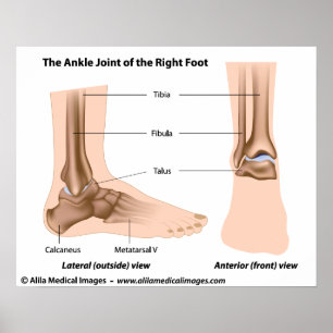 Ankle joint anatomy, märkt diagram. poster