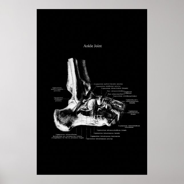 Ankle Joint Anatomy Orthopedic Decor Poster (Framsidan)