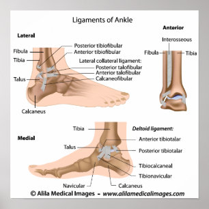 Ankle-ligament, märkt teckning. poster
