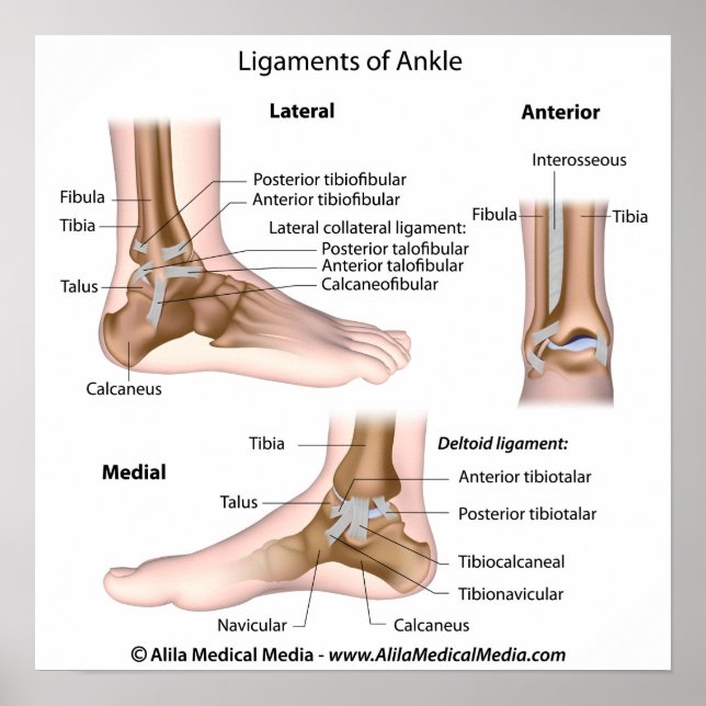 Ankle-ligament, märkt teckning. poster (Framsidan)