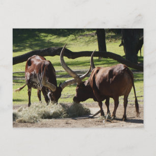 Ankole Cattle #2-2 vykort
