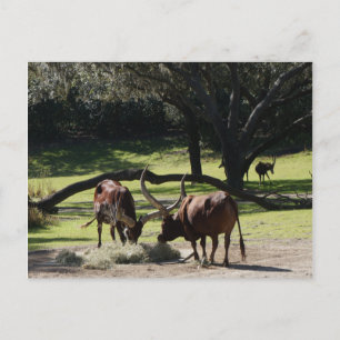 Ankole Cattle #2 vykort