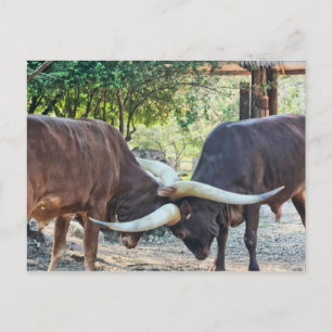Ankole Cattle Fighting Vykort