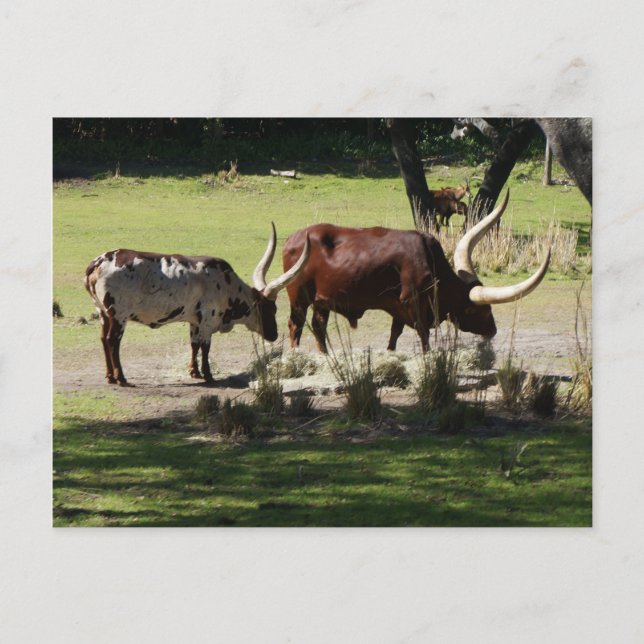 Ankole Cattle Postcard Vykort (Framsida)