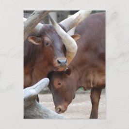 Ankole Cattle Postcard Vykort