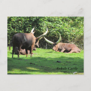 Ankole-nötkreatur Vykort