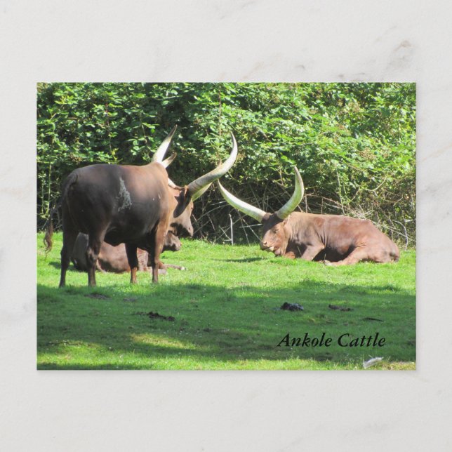 Ankole-nötkreatur Vykort (Framsida)